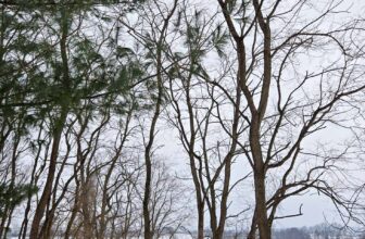 The Little Issues E-newsletter #453 – Life, laughter, and plenty of nice meals!