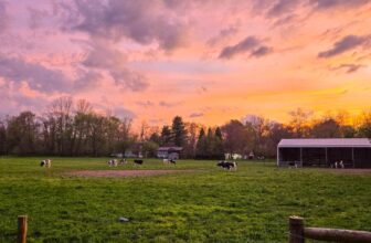 The Little Issues E-newsletter #467 – Life, laughter, and plenty of nice meals!