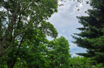 The Little Issues E-newsletter #474 – Life, laughter, and many nice meals!